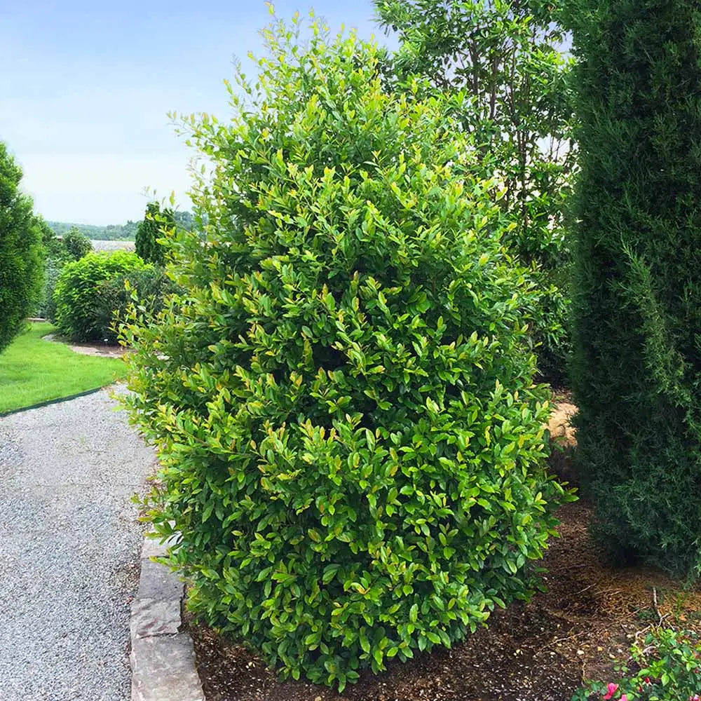 Cherry Laurel 'Compact'