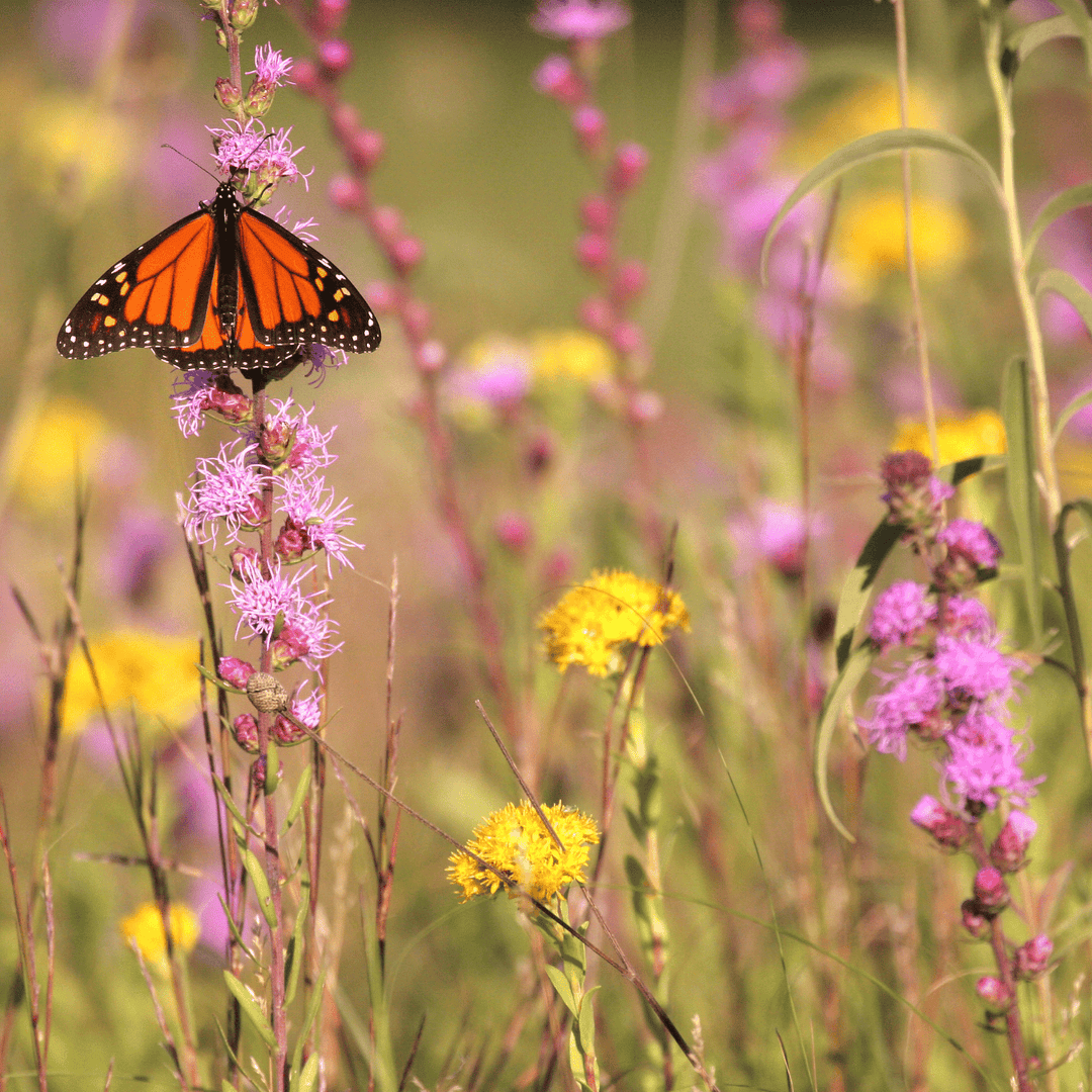 Planting a Pocket Prairie - Native Gardeners