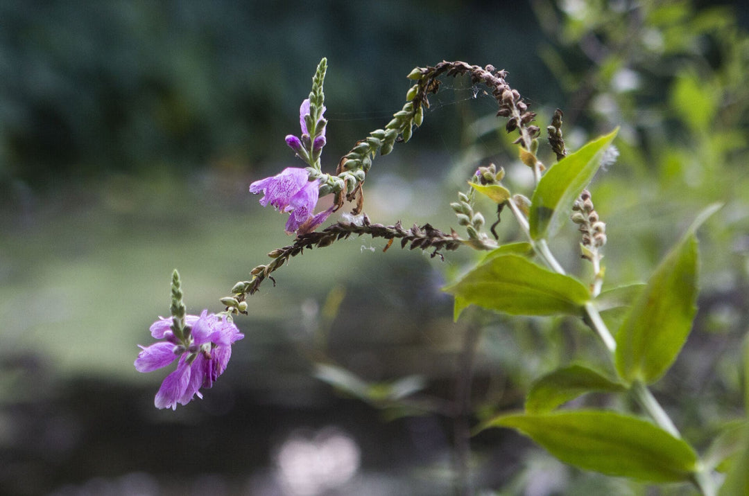 Correll's False Dragonhead - Native Gardeners
