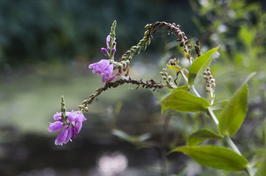 Correll's False Dragonhead - Native Gardeners