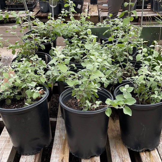 Woolly Butterfly Bush - Native Gardeners