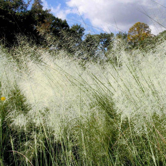 White Cloud Muhly - Native Gardeners