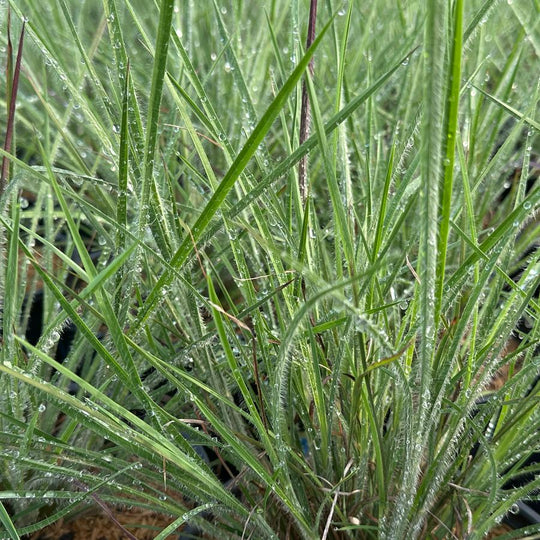 Little Bluestem 'Ha Ha Tonka' - Native Gardeners