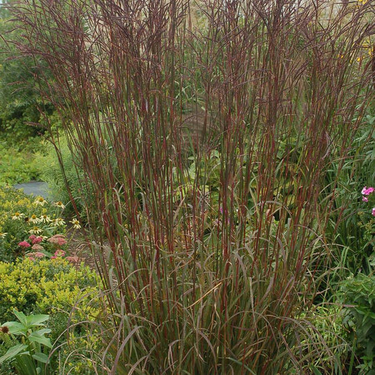 Big Bluestem 'Red October' - Native Gardeners