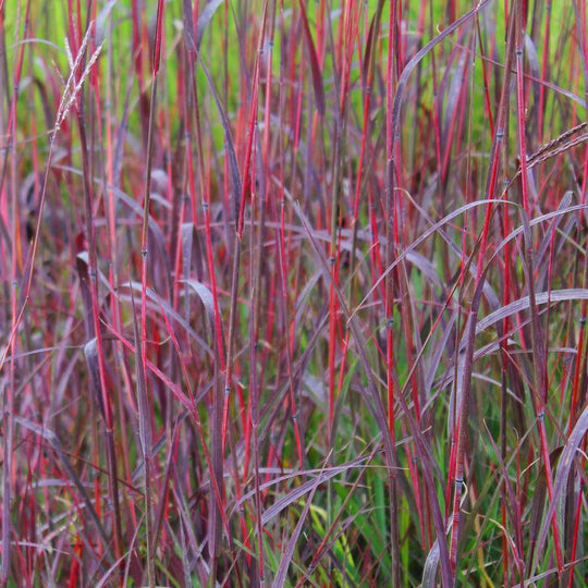 Big Bluestem 'Red October' - Native Gardeners