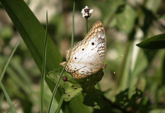 White Peacock Butterfly (Anartia jatrophae)