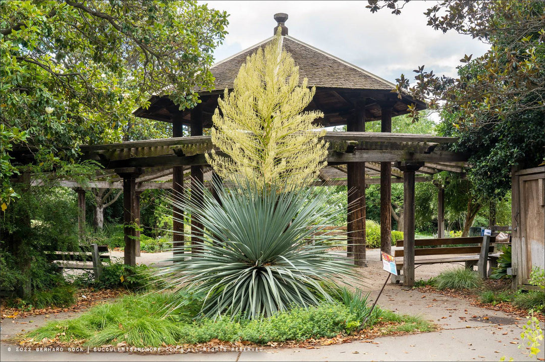 Blue Nolina - Native Gardeners