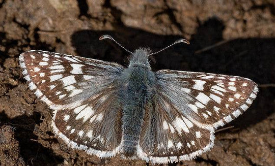 Common Checkered Skipper ( Pyrgus communis)