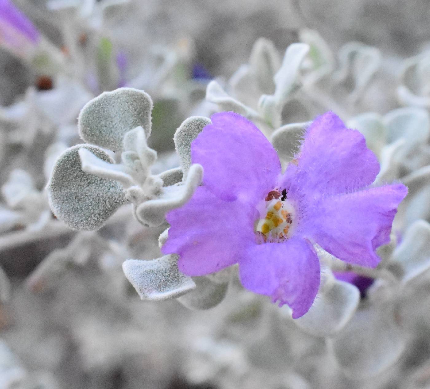 Texas Sage 'Sierra Bouquet'