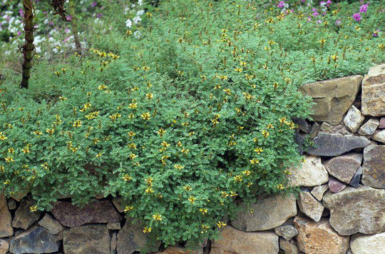 Sierra Gold Dalea - Native Gardeners