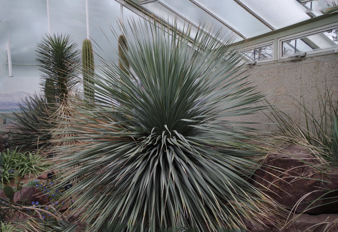 Desert Spoon - Native Gardeners