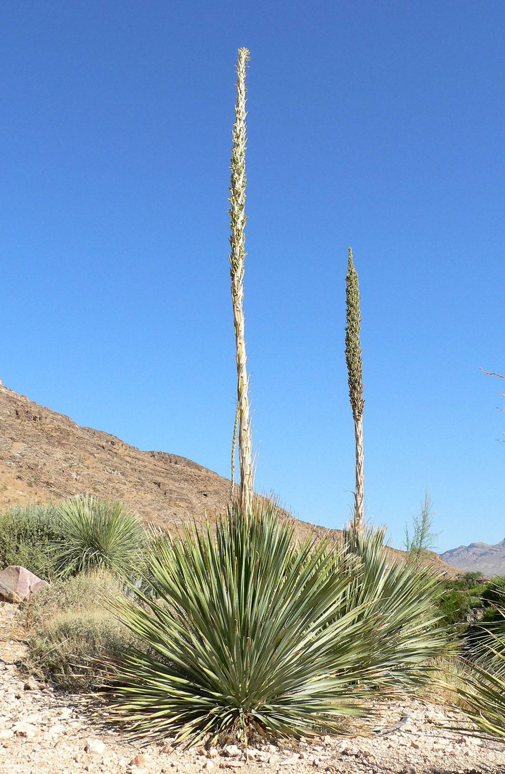 desert spoon succulent Desert Spoon