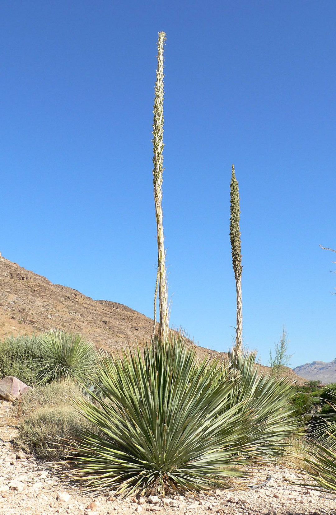 Desert Spoon - Native Gardeners