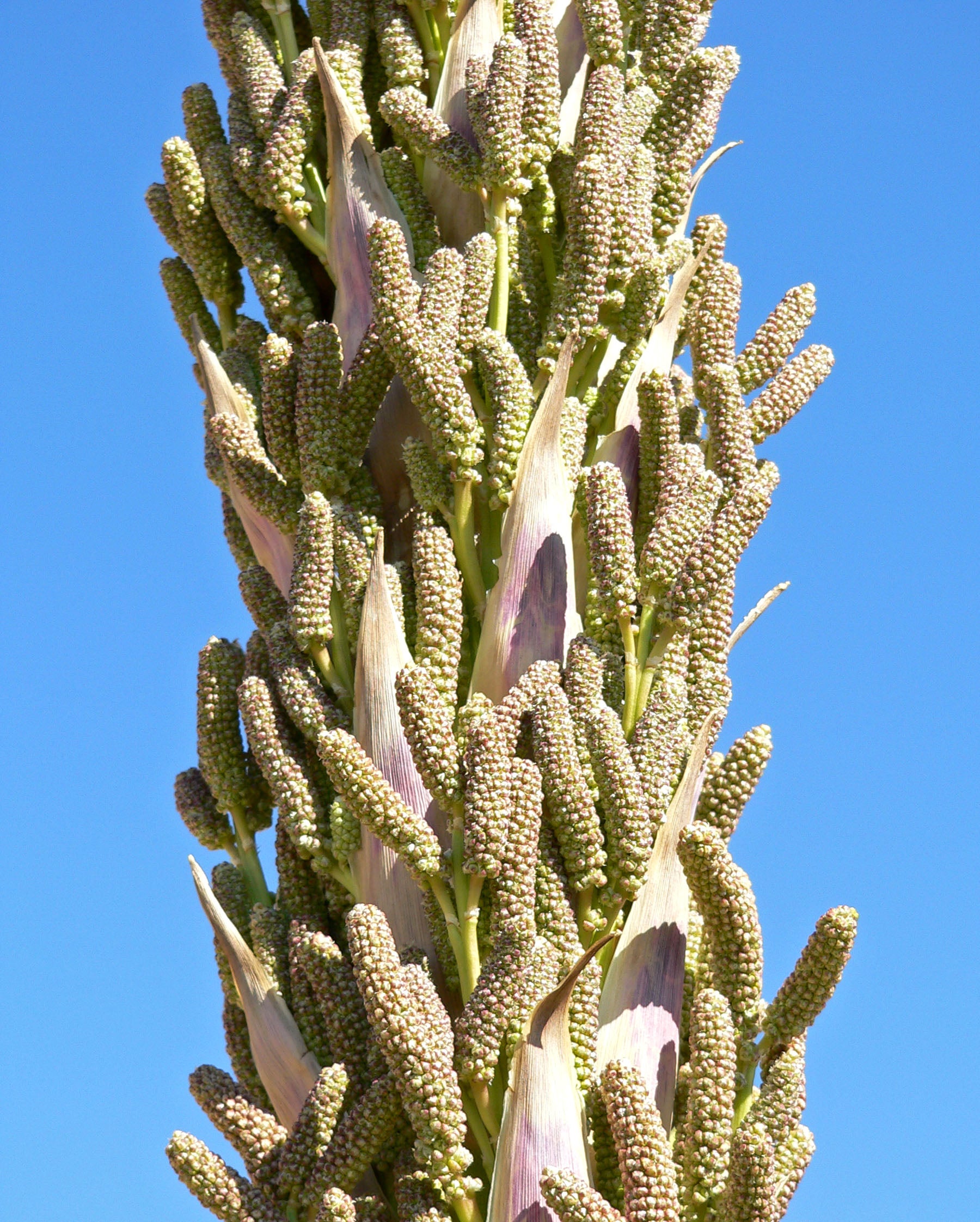 Desert Spoon