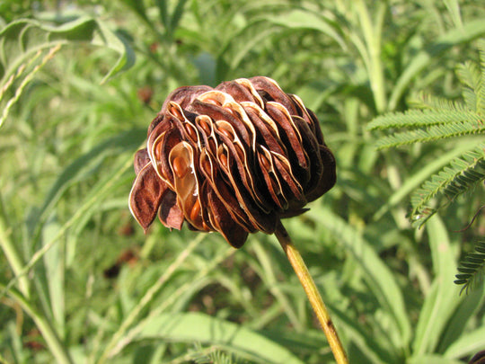 Prairie Mimosa - Native Gardeners