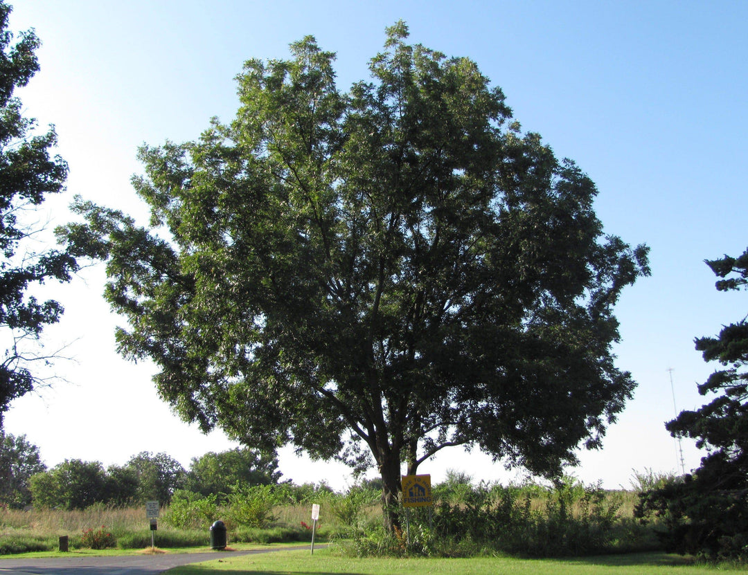 Pecan - Native Gardeners