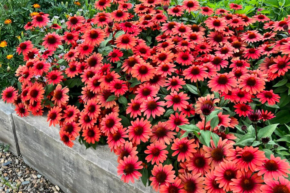 Panama Red Coneflower - Native Gardeners