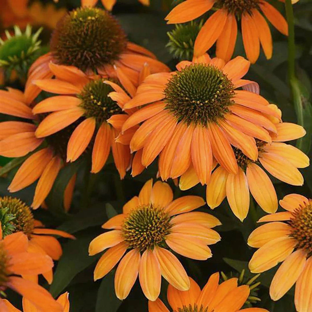 Soft Orange Coneflower - Native Gardeners