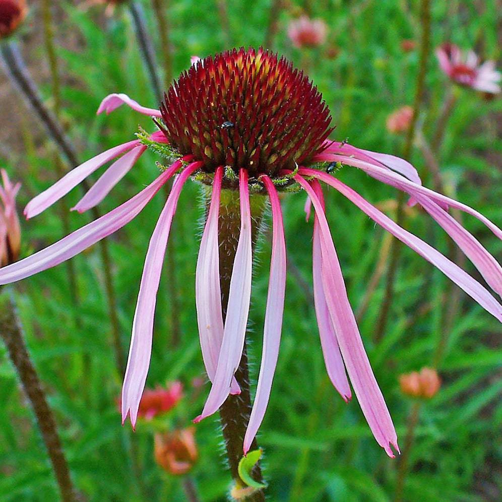 Pale Purple Coneflower - Native Gardeners