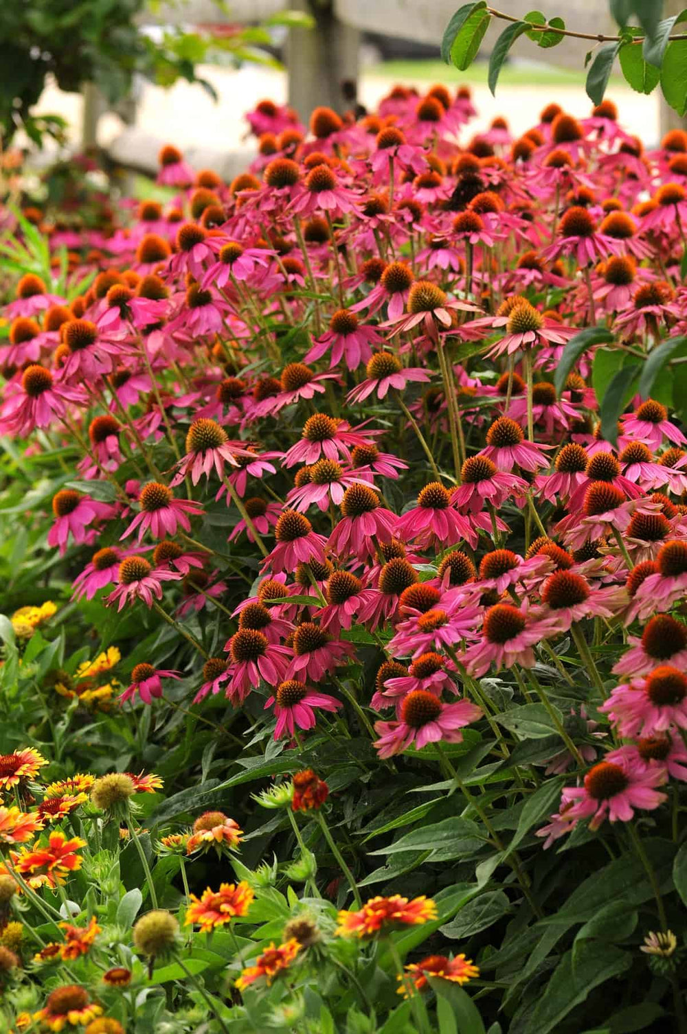 Wild Berry Coneflower - Native Gardeners