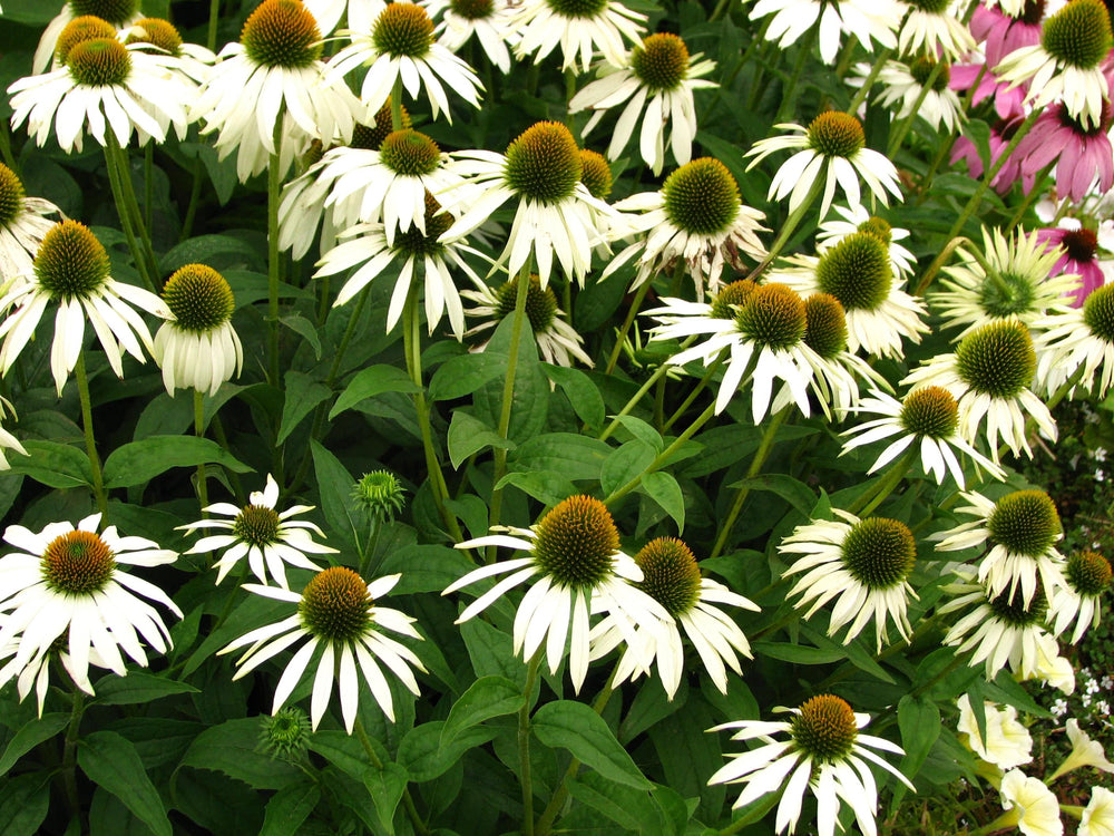 White Coneflower - Native Gardeners