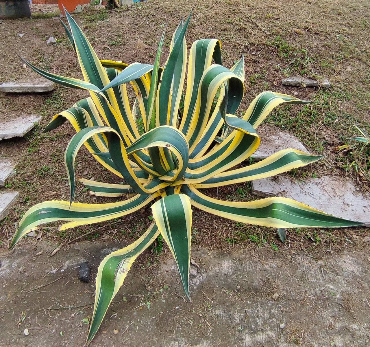 agave americana marginata care Variegated Century Plant Agave – Native Gardeners