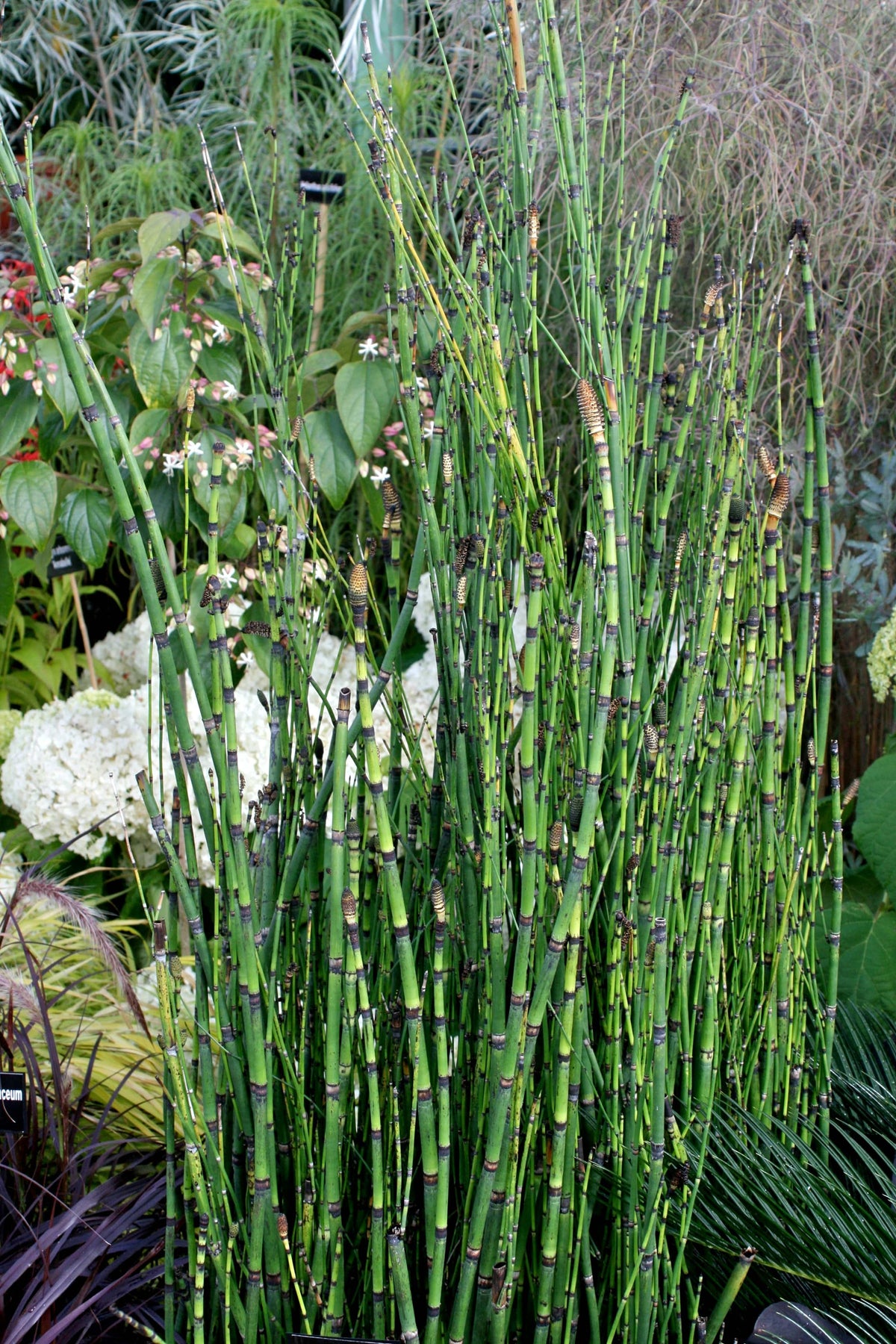 Horsetail Reed – Native Gardeners