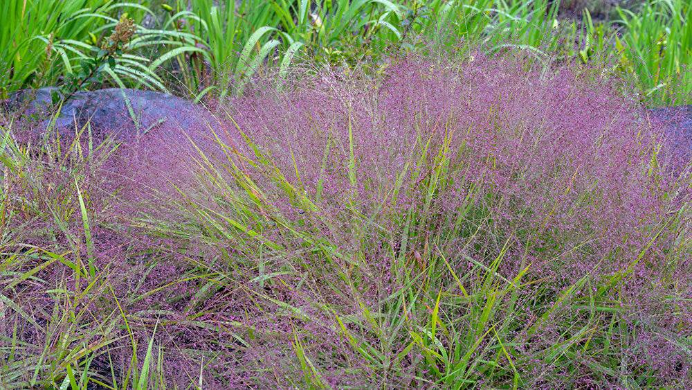 Purple Lovegrass - Native Gardeners