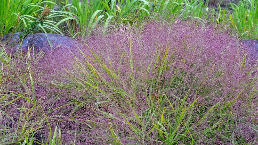 planting love grass seed Purple Lovegrass