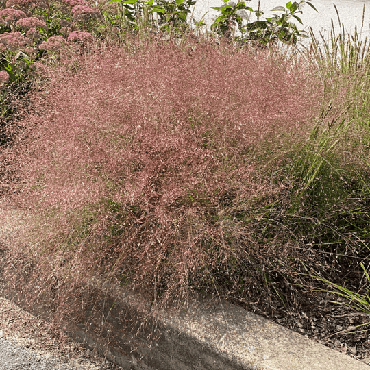 Purple Lovegrass - Native Gardeners