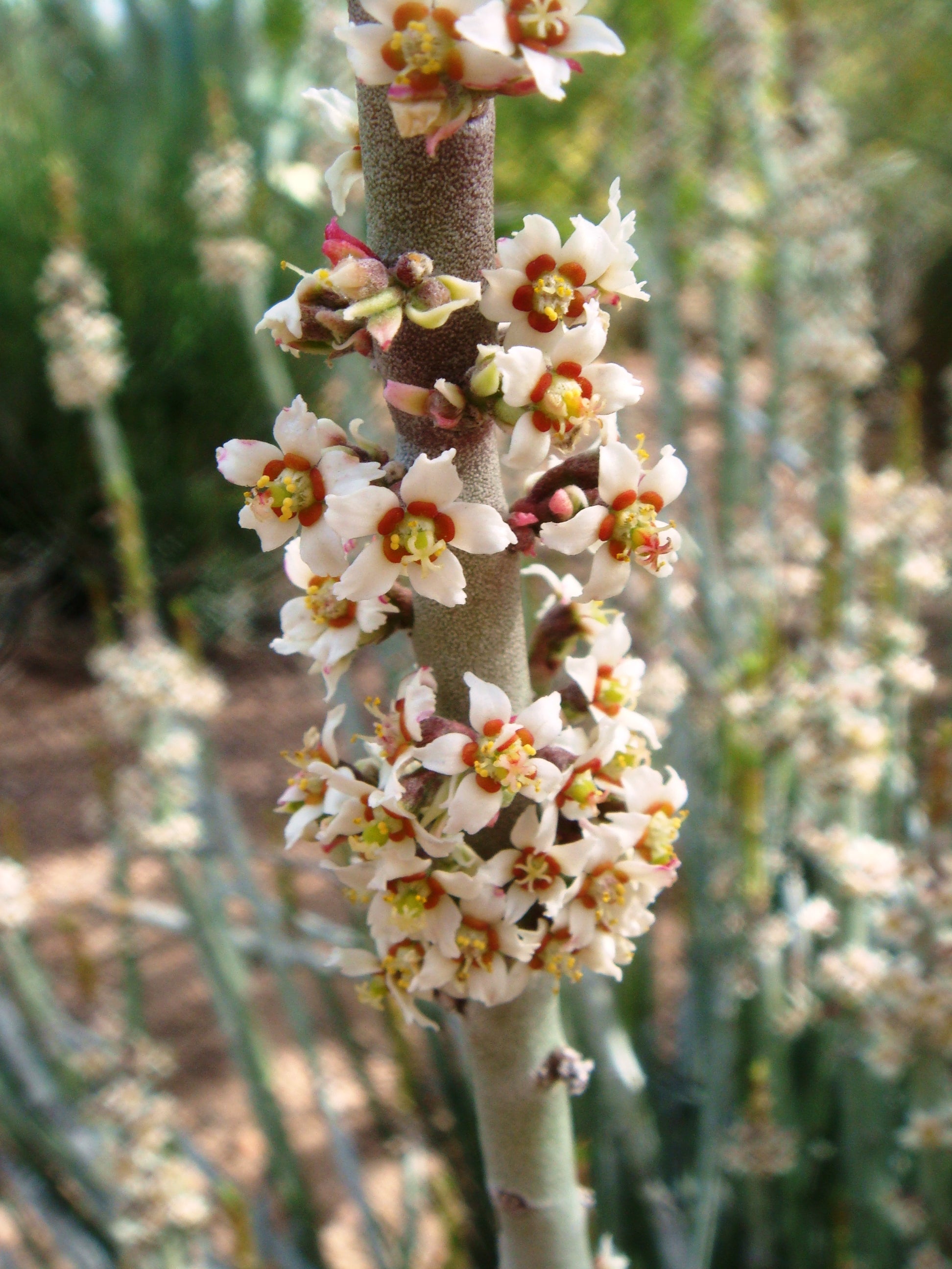 Candelilla