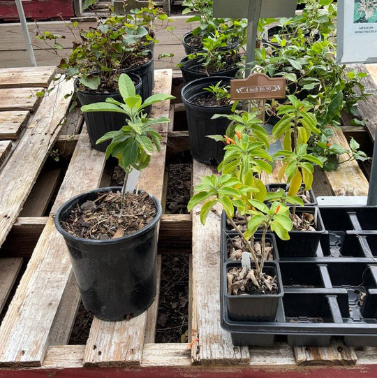 Mexican Honeysuckle - Native Gardeners