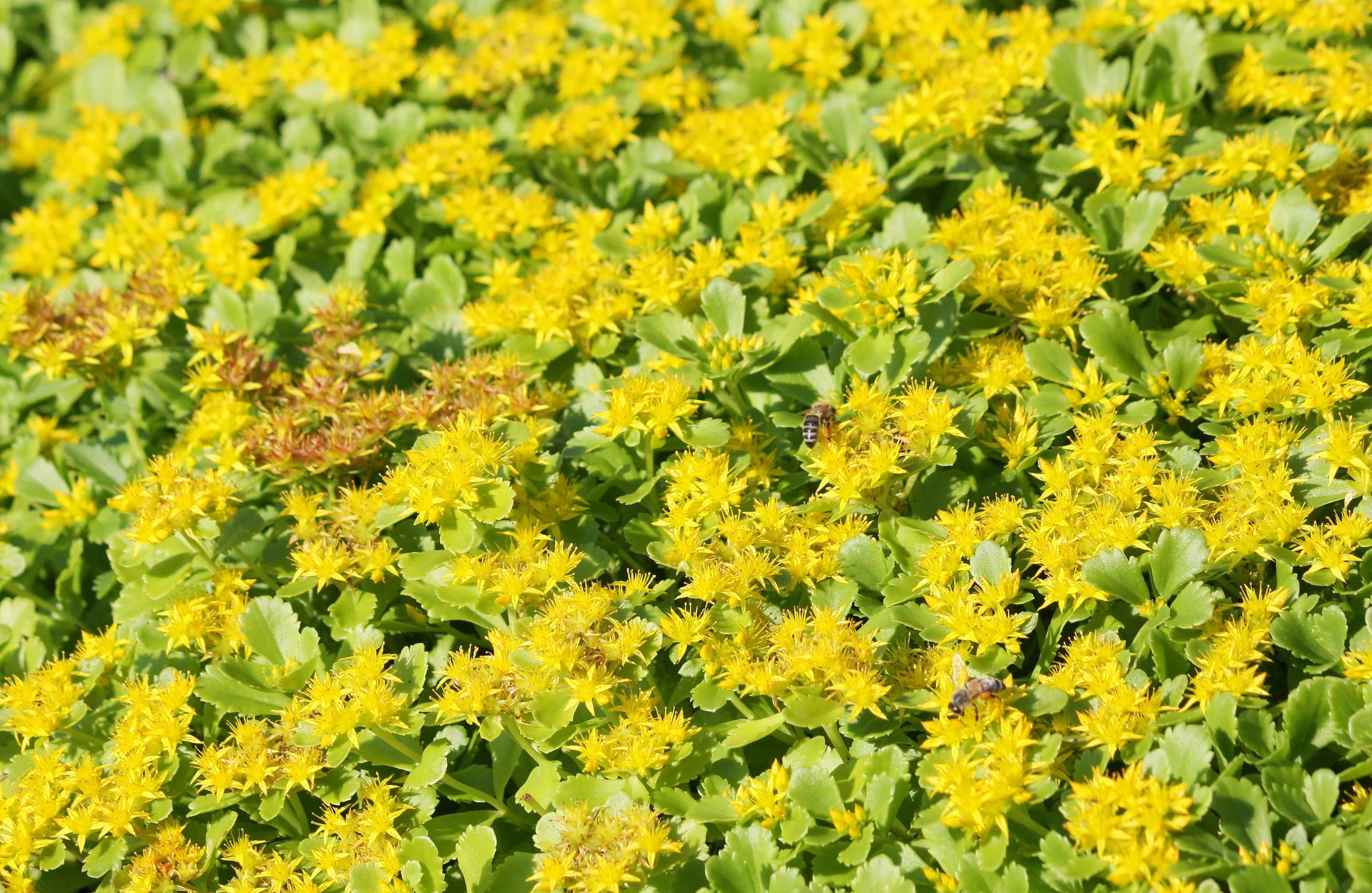 Sedum 'Weihenstephaner Gold' - Native Gardeners