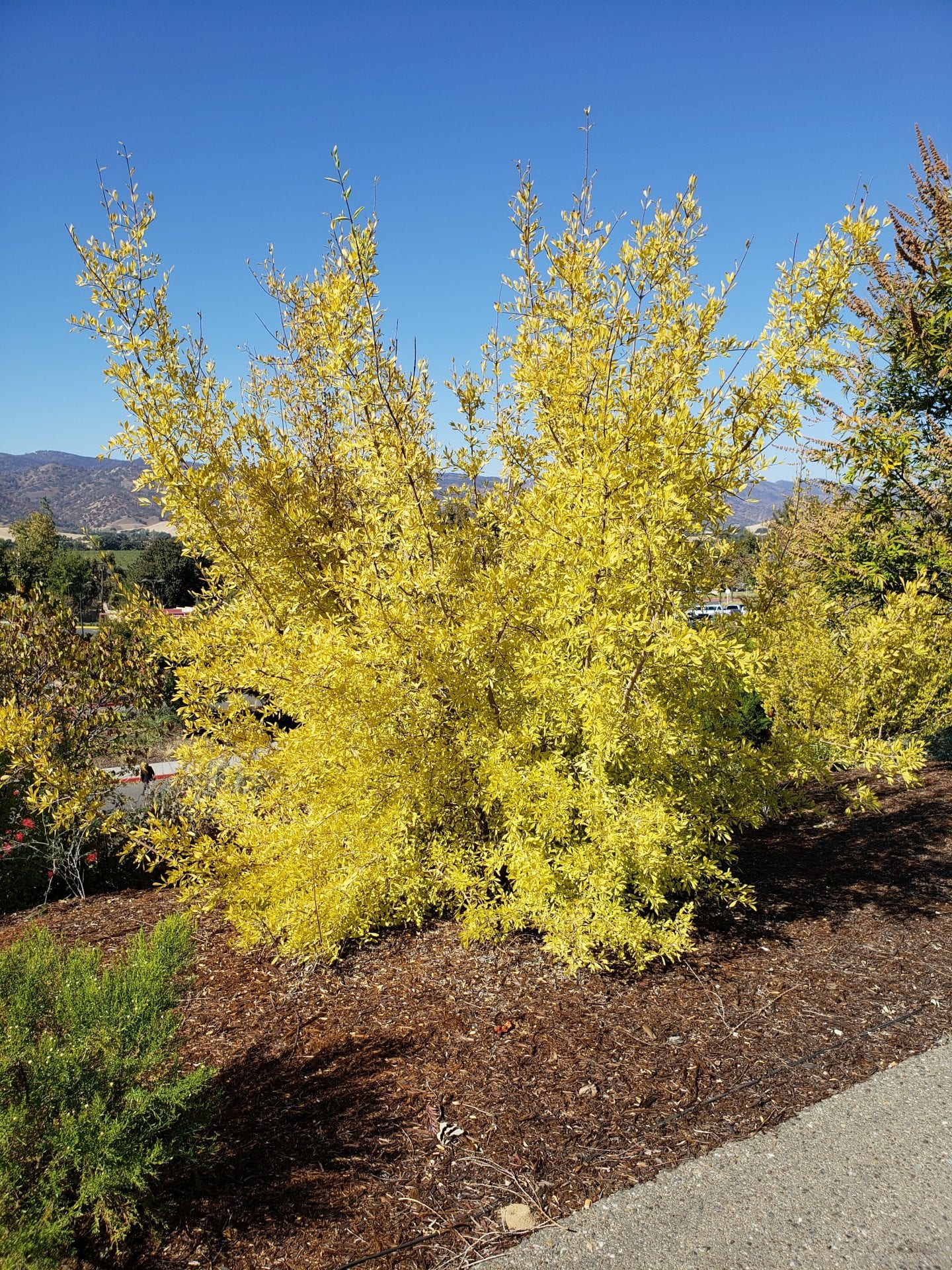 Desert Olive - Native Gardeners