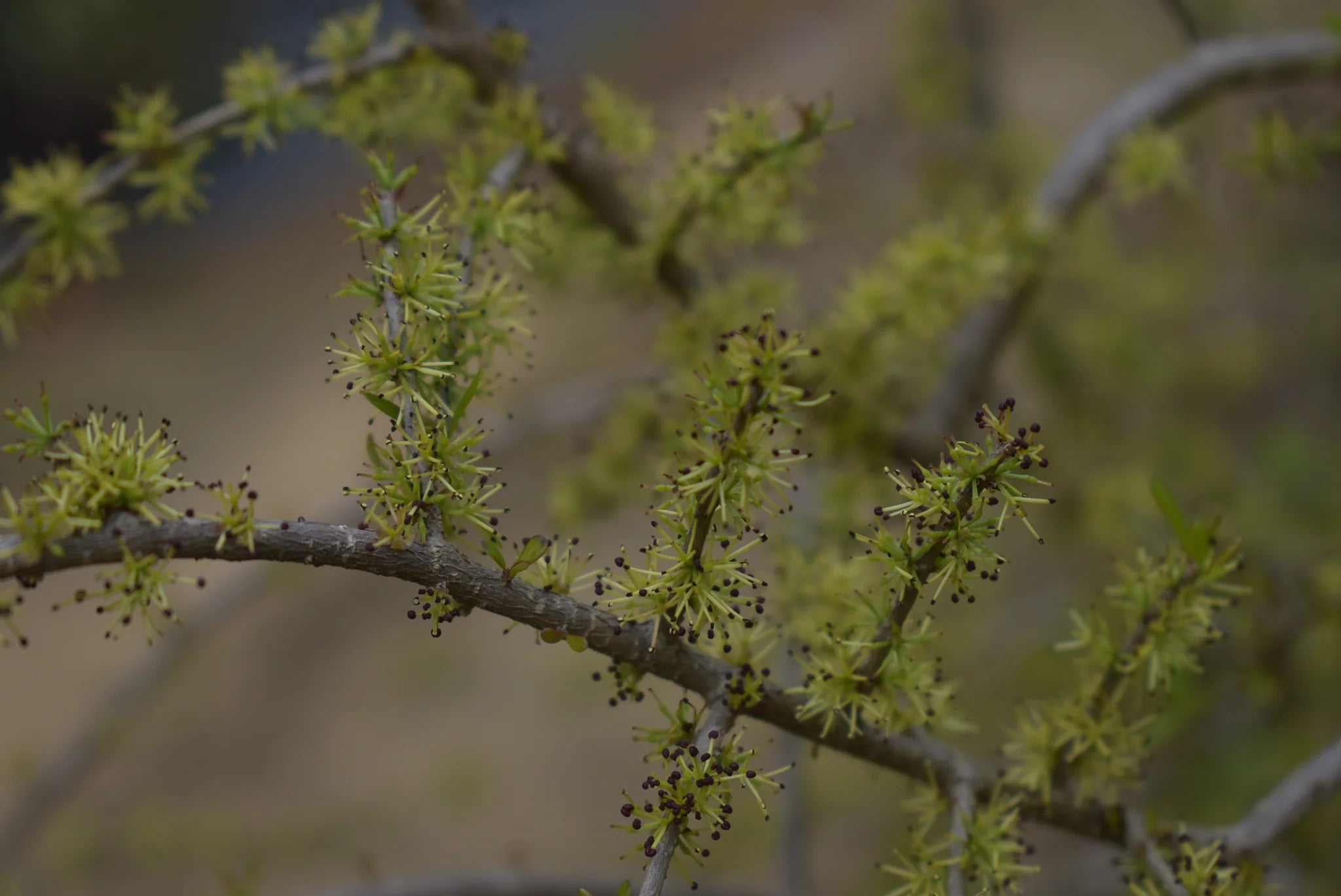 Weeping Elbow Bush