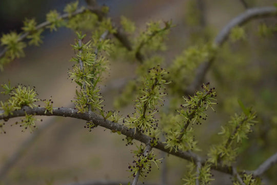 Weeping Elbow Bush - Native Gardeners