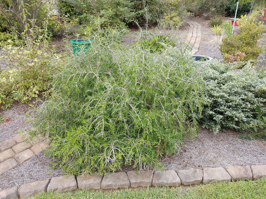 Weeping Elbow Bush - Native Gardeners