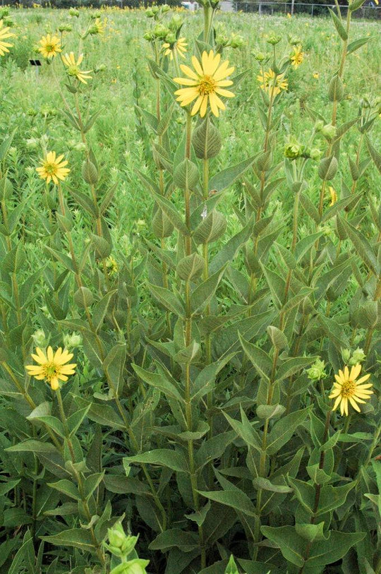 Rosinweed - Native Gardeners