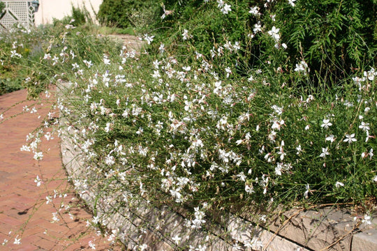 Gaura 'White Whirling Butterflies' - Native Gardeners