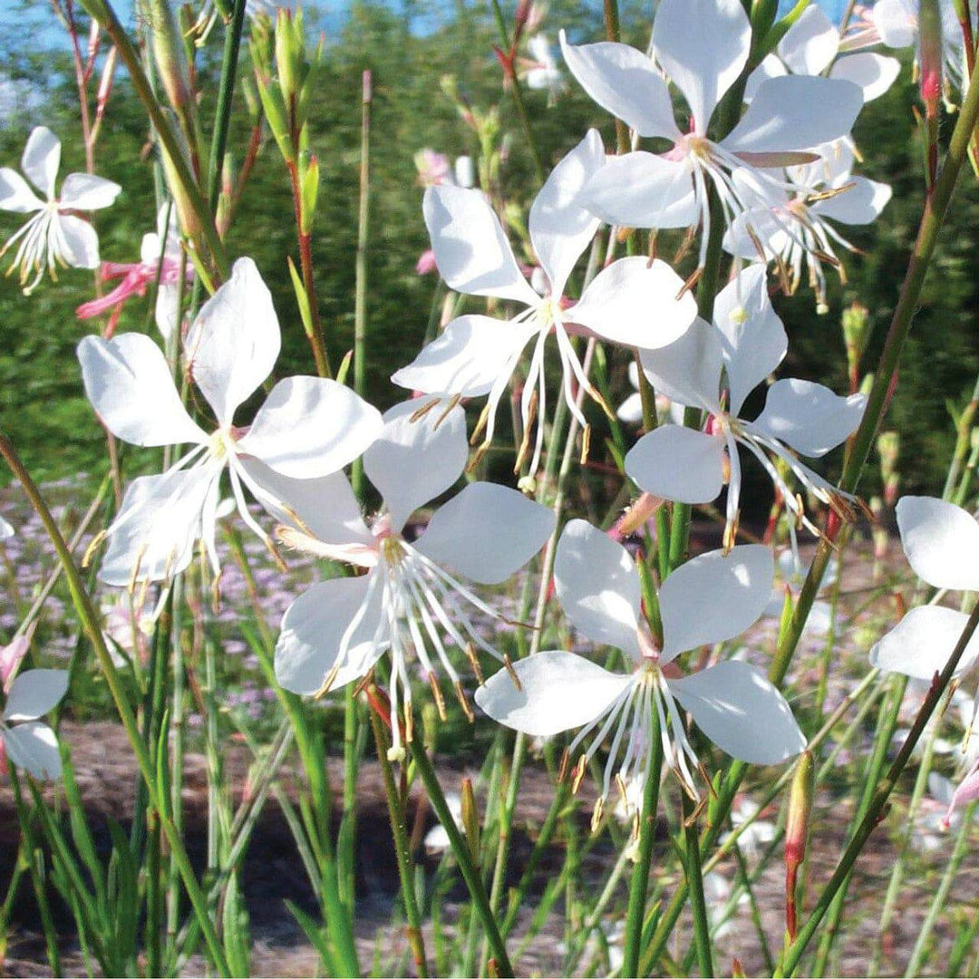 Gaura 'White Whirling Butterflies' - Native Gardeners