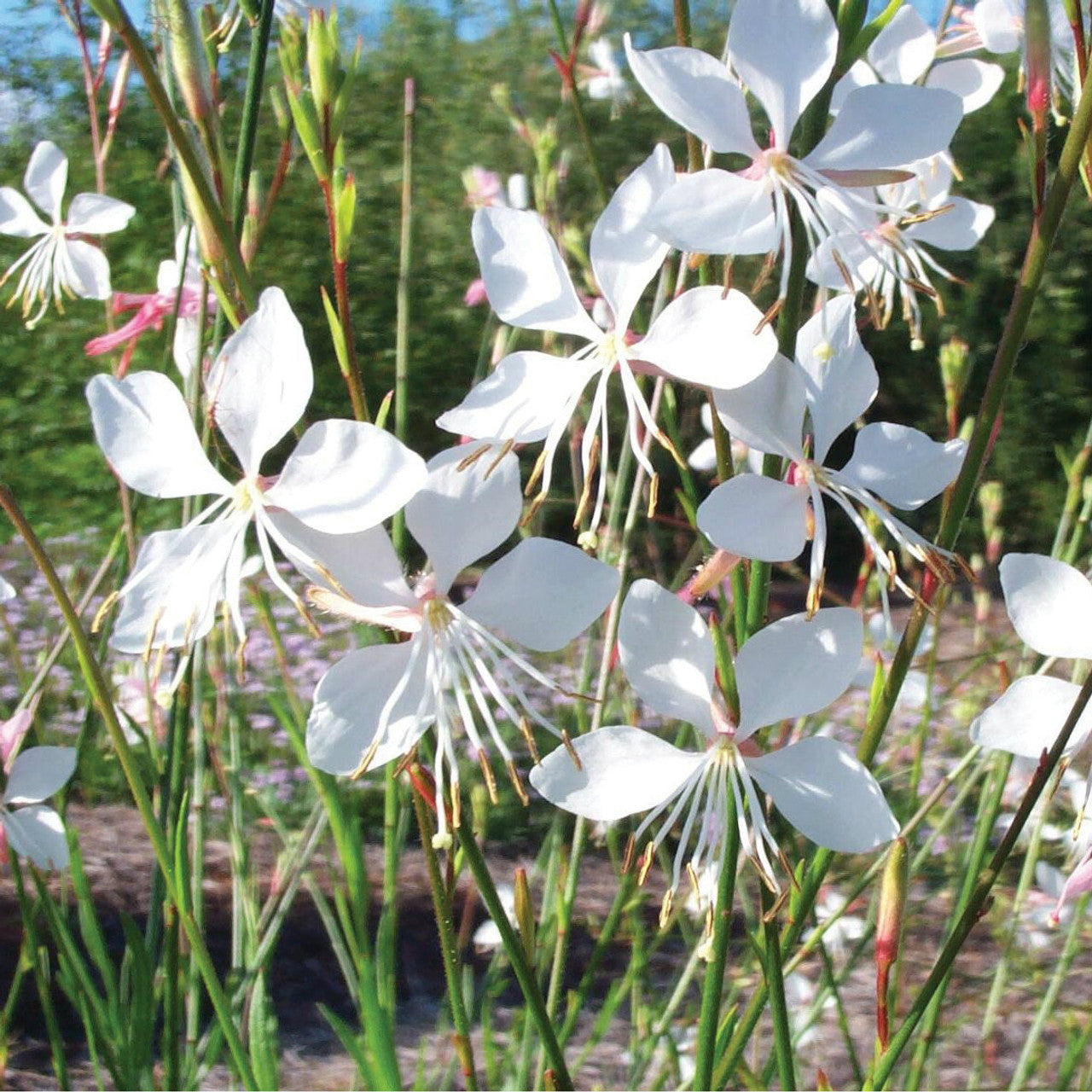 Gaura 'White Whirling Butterflies'