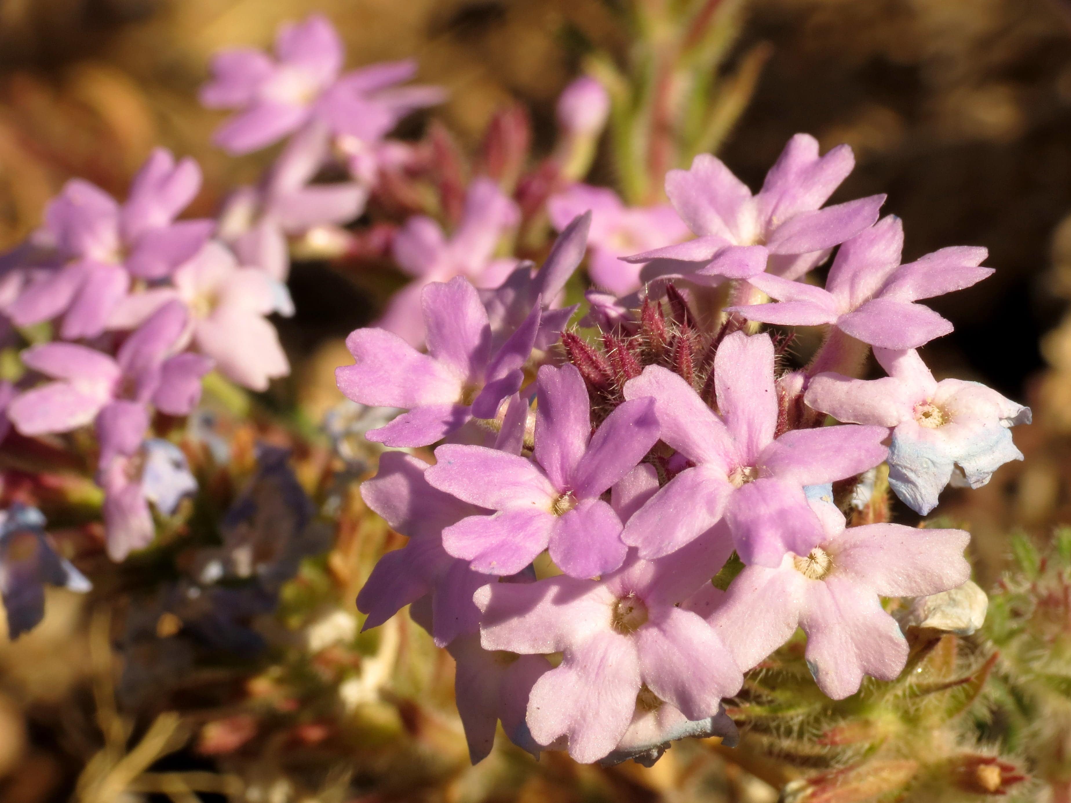 Verbena 'Goodding' - Native Gardeners