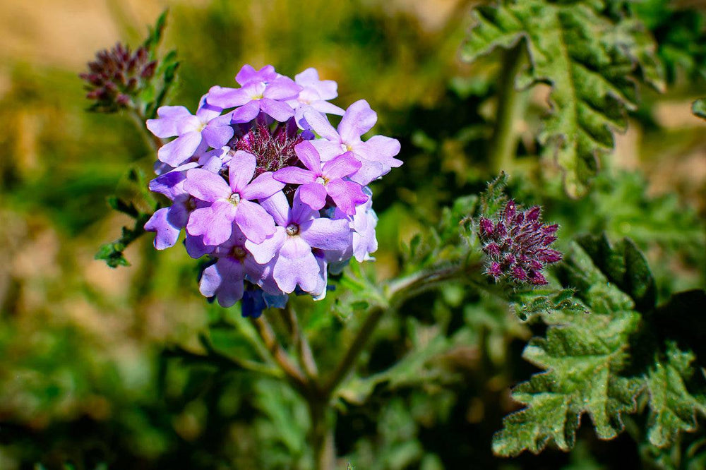 Verbena 'Goodding' - Native Gardeners