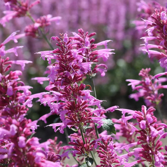 Agastache 'Heather Queen' flowers