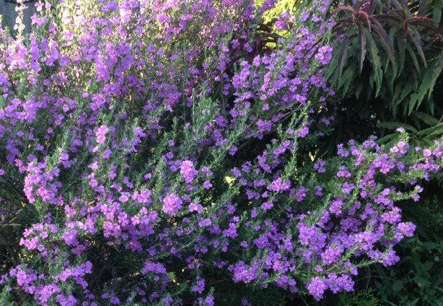 Texas Sage 'Rio Bravo' - Native Gardeners