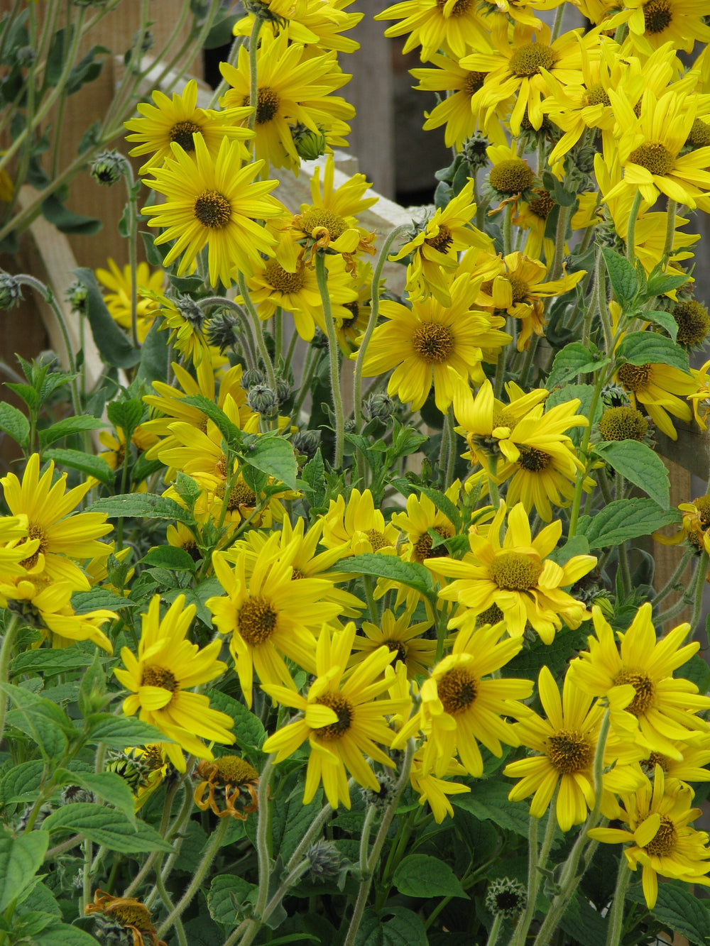 Downy Sunflower