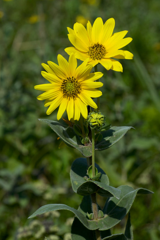 Downy Sunflower
