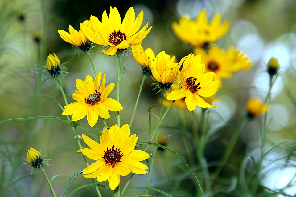 Willowleaf Sunflower - Native Gardeners