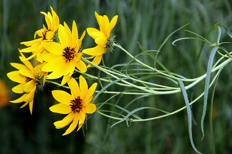 Willowleaf Sunflower - Native Gardeners