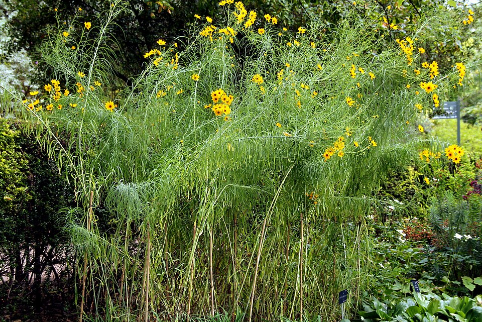 Willowleaf Sunflower - Native Gardeners